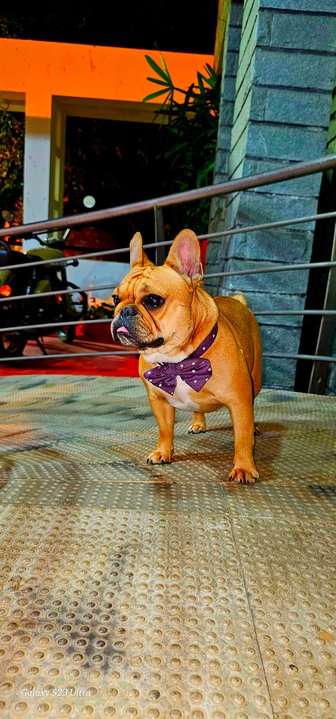 French Bulldog Dogs For Mating In Bangalore