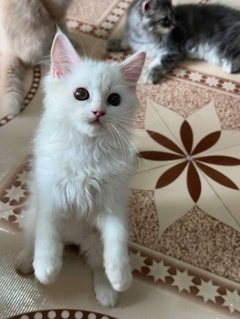 Persian For Sale In Thane
