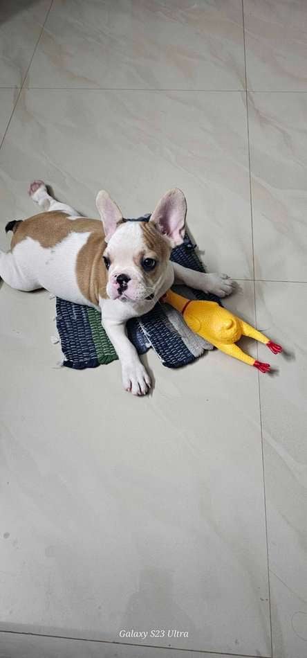 French Bulldog For Sale In Kolkata