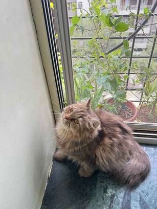 Persian For Adoption In Pune