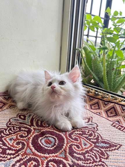 Persian For Adoption In Pune