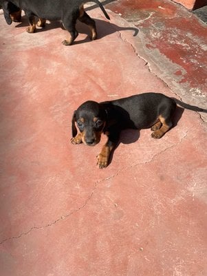Mr n Mrs Pet