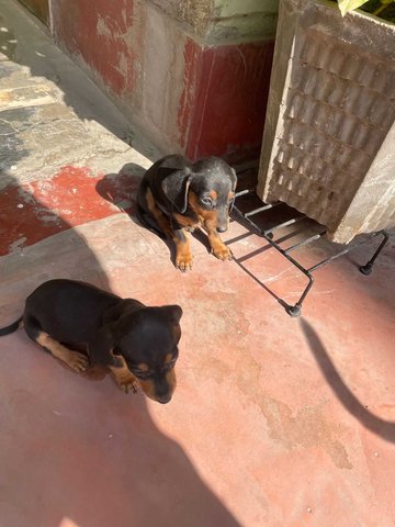 Mr n Mrs Pet
