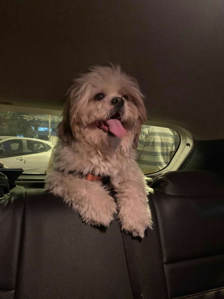 Shih Tzu Dogs For Mating In Delhi