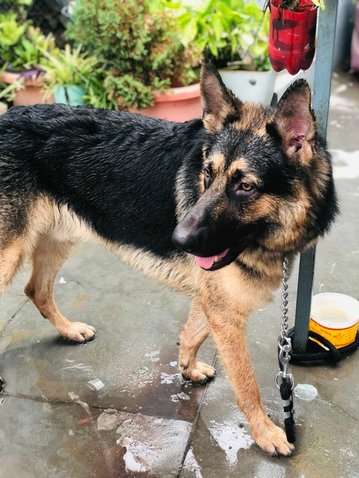 German Shepherd For Adoption In Moradabad