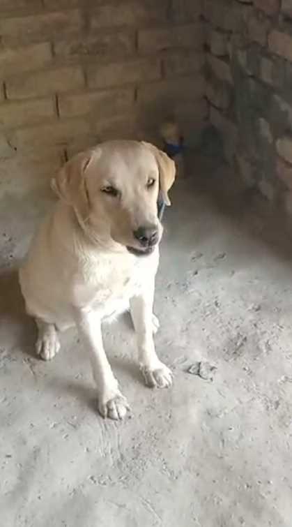 Labrador Retriever Dogs For Mating In Muzaffarpur