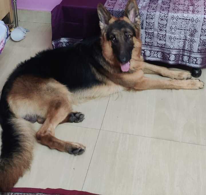 German Shepherd Dogs For Mating In Chennai