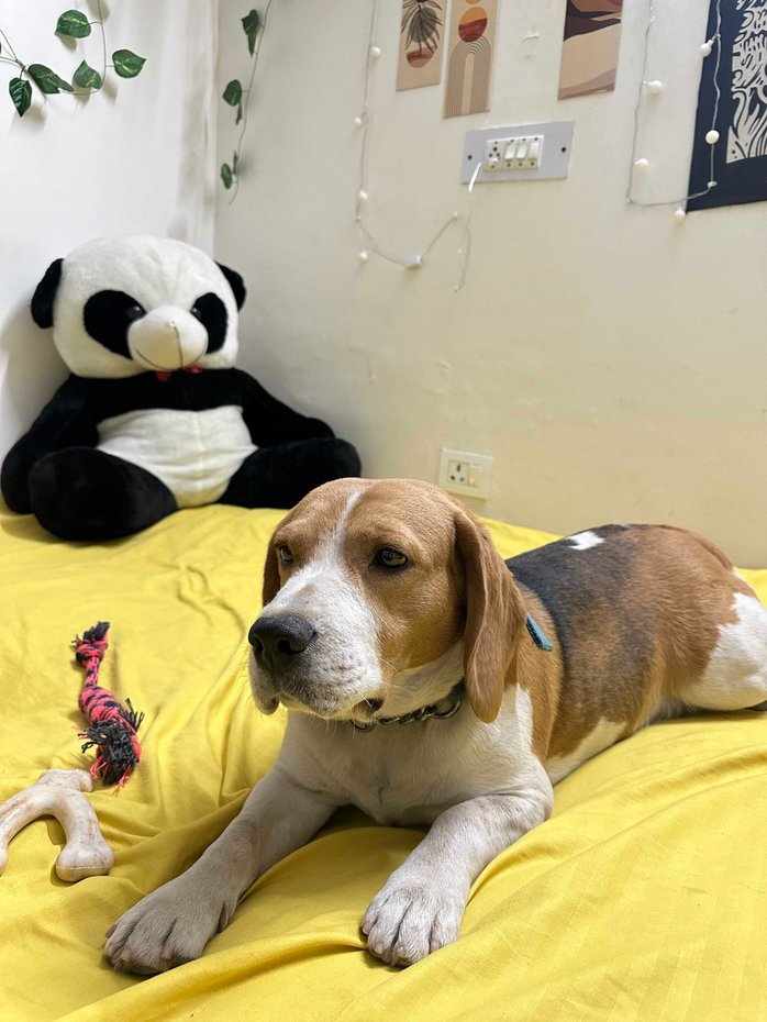 Beagle Dogs For Mating In Mohali