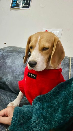 Beagle Dogs For Mating In Mohali