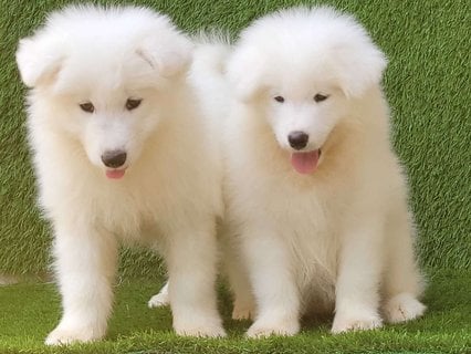 Champion Bloodline Samoyed