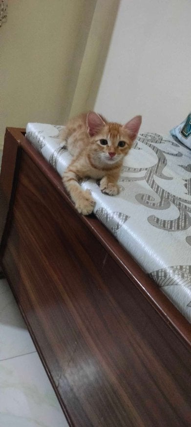 Indian Breed For Adoption In Nagpur