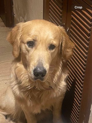 Golden Retriever Dogs For Mating In Mumbai