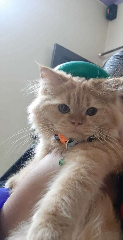 Persian For Adoption In Delhi