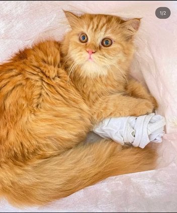 Persian For Adoption In Delhi
