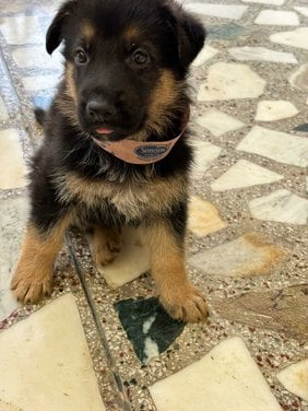 German Shepherd For Sale In Gurgaon