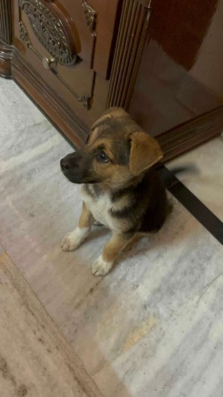 Indian Breed For Adoption In Dehradun