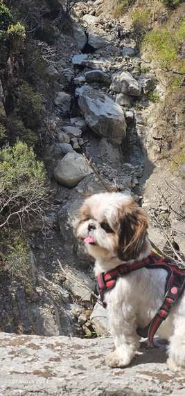Shih Tzu Dogs For Mating In Delhi
