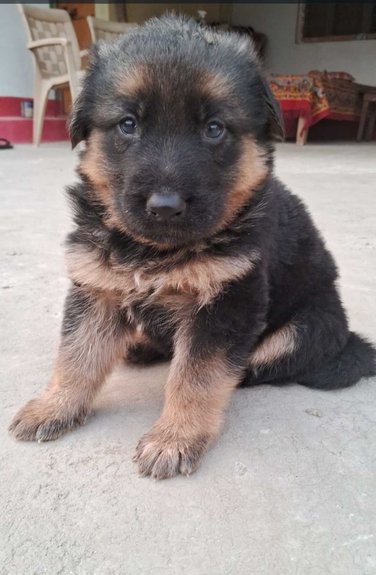 German Shepherd For Sale In Pithoragarh