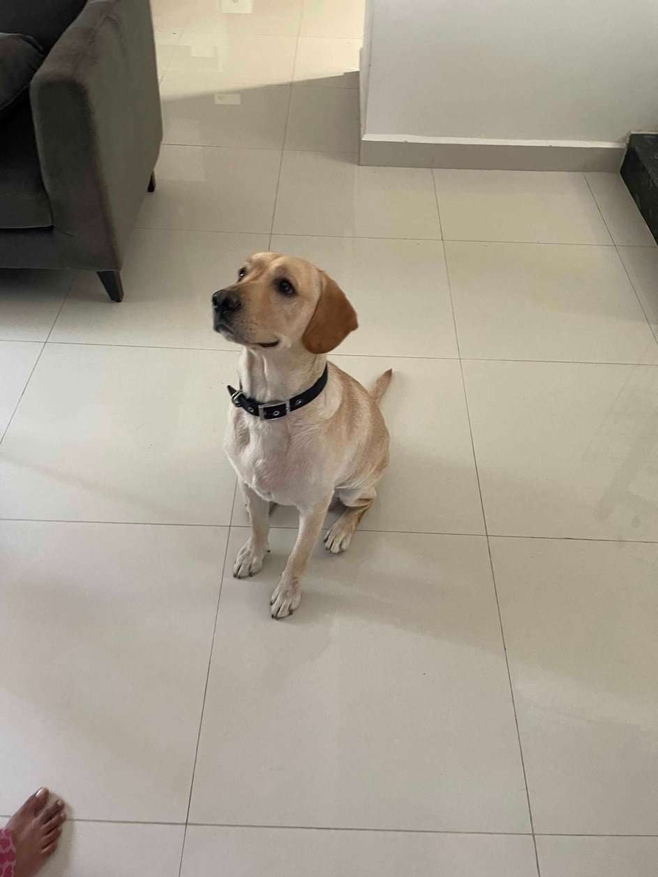 Labrador Retriever Dogs For Mating In Bangalore