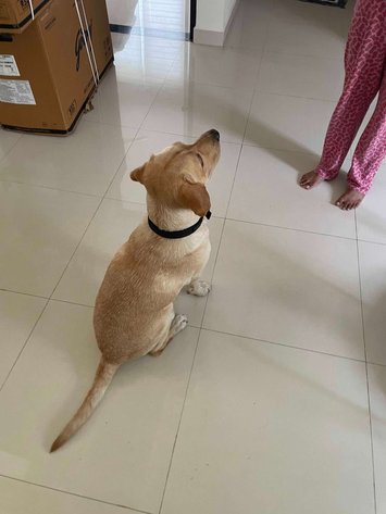 Labrador Retriever Dogs For Mating In Bangalore