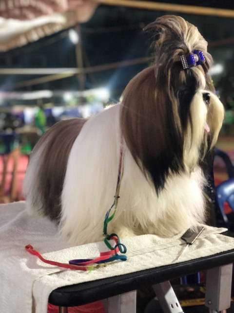 Shih Tzu Dogs For Mating In Bangalore