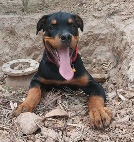 Rottweiler Dogs For Mating In Mohali