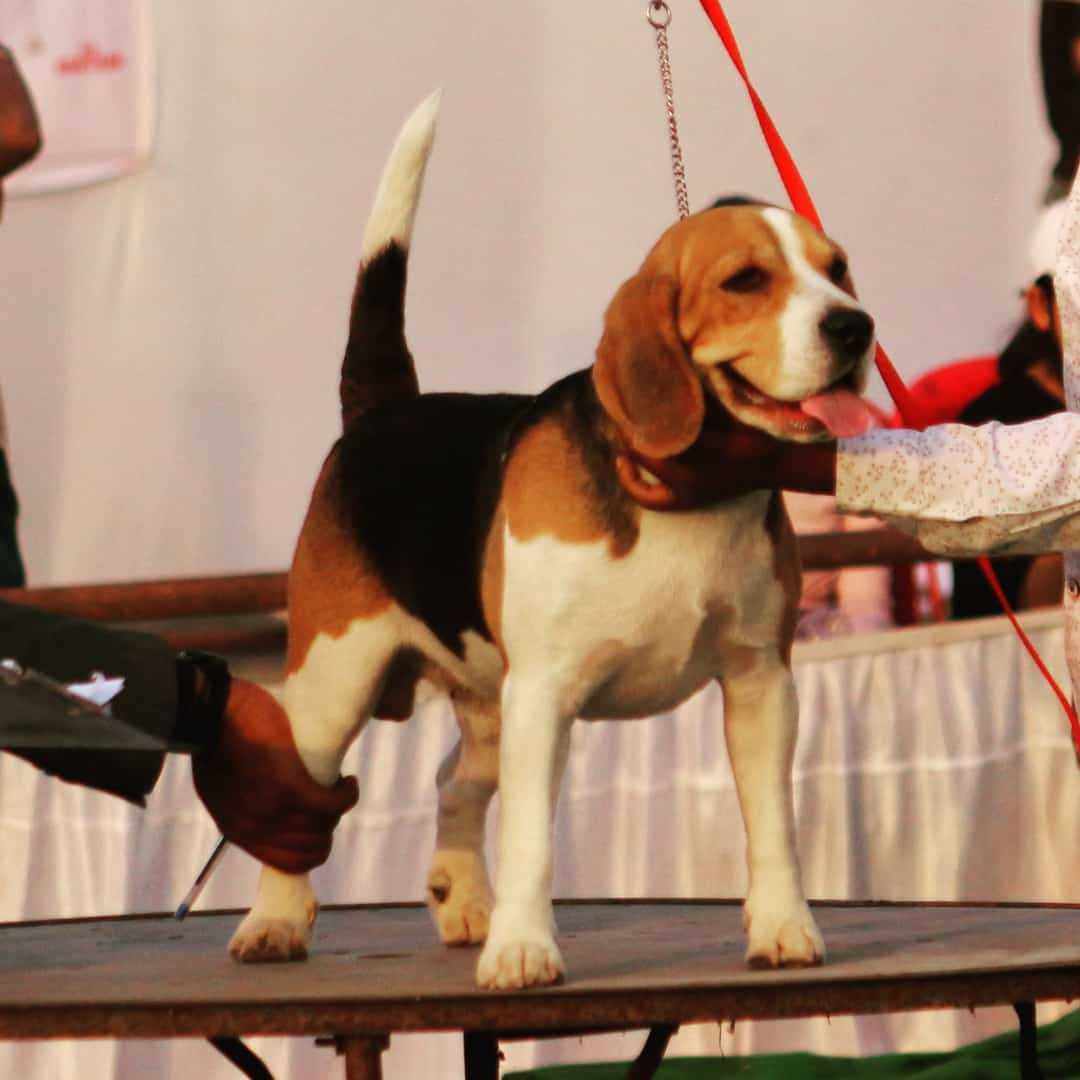 Beagle Dogs For Mating In Raipur