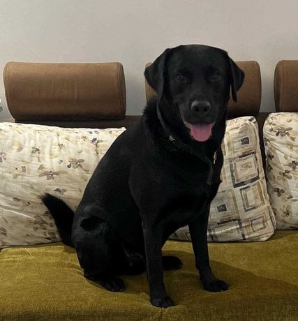 Labrador Retriever Dogs For  Mating In Pune