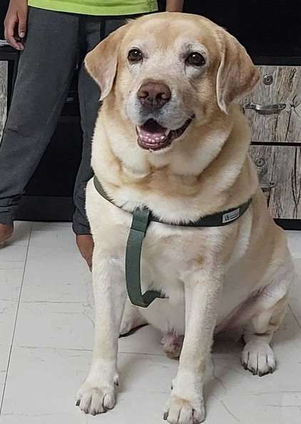 Labrador Retriever Dogs For Mating In Bangalore
