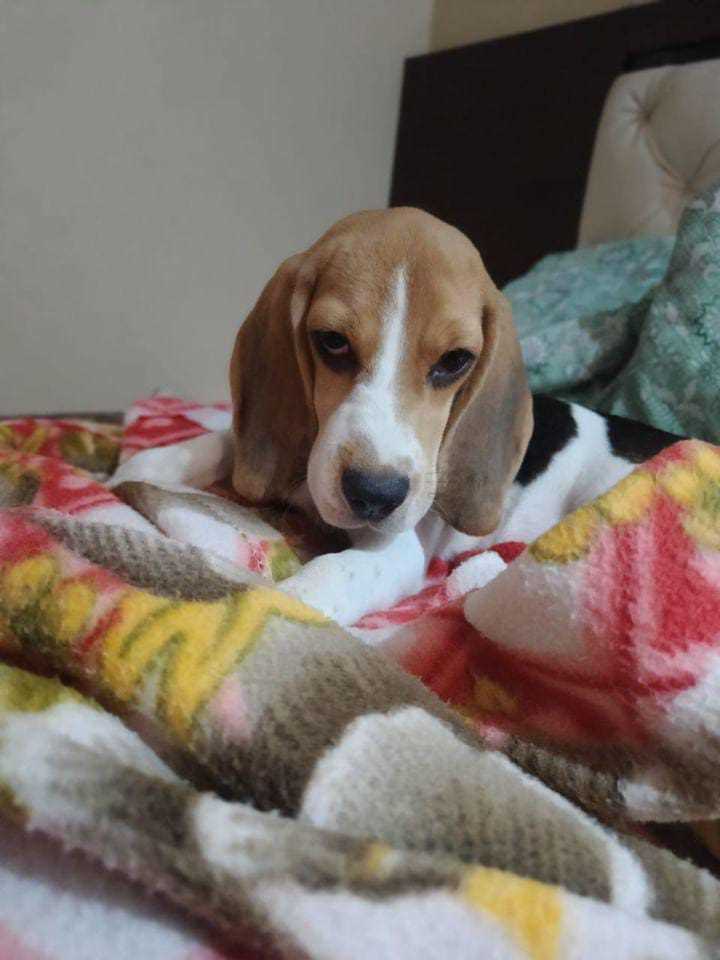 Beagle For Sale In Mumbai