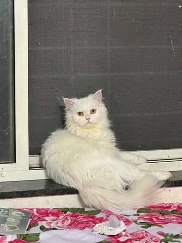 Persian Dogs For  Mating In Pune