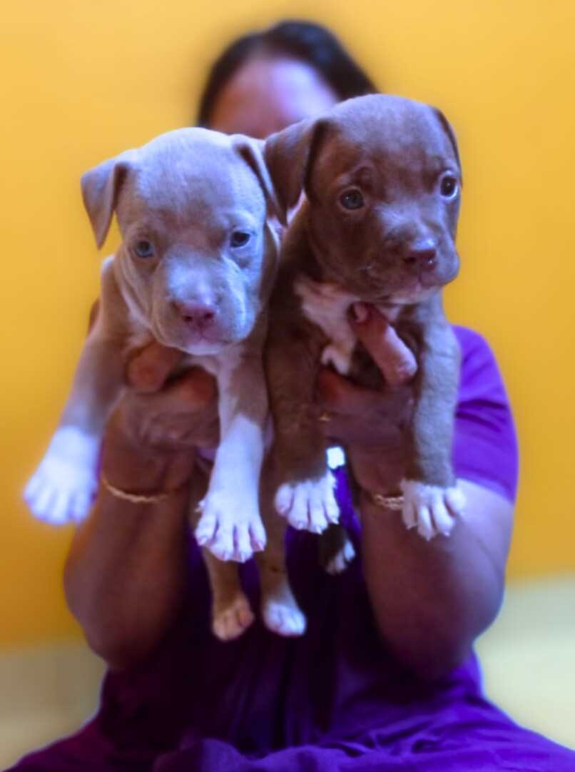Pitbull puppies for sale 2018 clearance