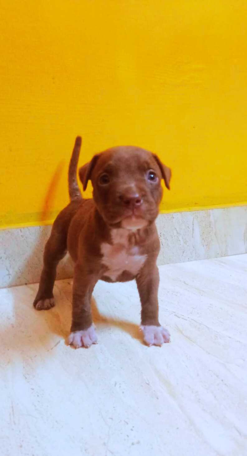 American Pit Bull Terrier For Sale In Thrissur