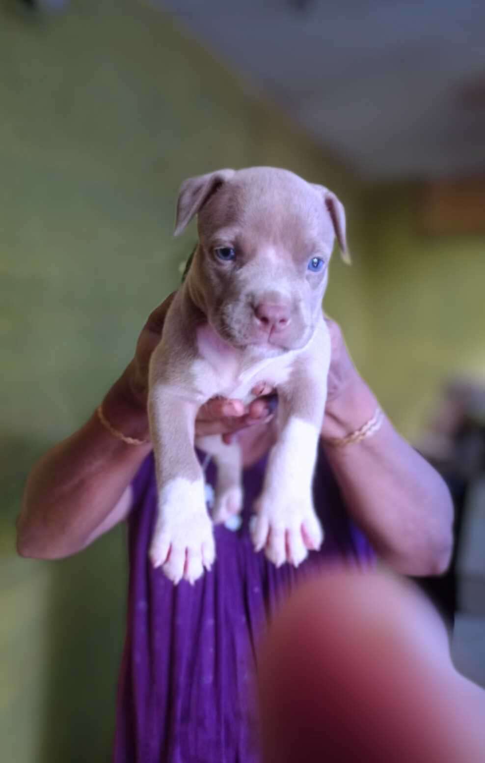 American Pit Bull Terrier For Sale In Thrissur