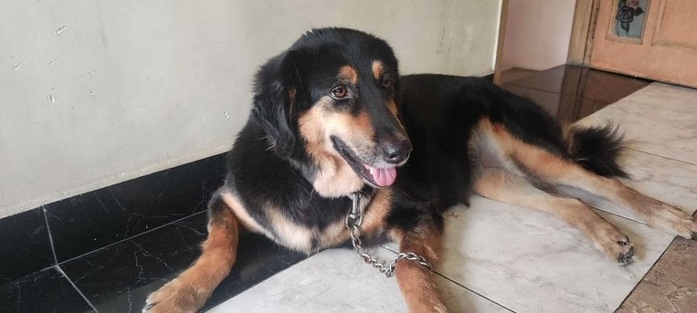 Tibetan Mastiff Dogs For Mating In Chennai