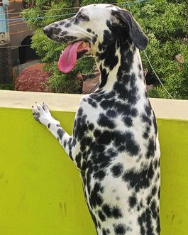 Dalmatian Dogs For Mating In Chennai