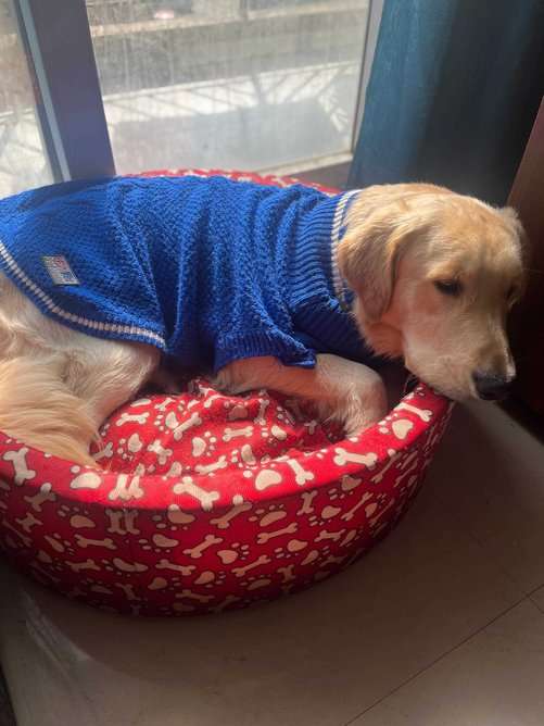 Golden Retriever For Adoption In Gurgaon