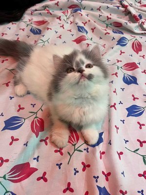 Persian For Sale In Gwalior