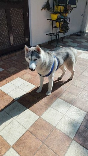 Siberian Husky Dogs For Mating In Bhopal