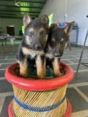 German Shepherd For Sale In Ajmer