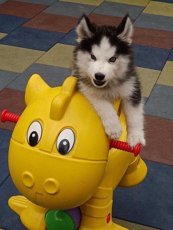 Siberian Husky For Sale In Hyderabad