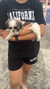 Shih Tzu For Sale In Ranchi