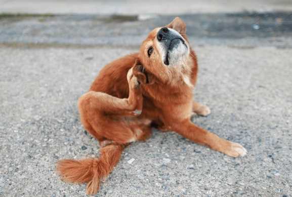 Dog Seasonal Allergies in India: What Every Pet Parent Should Know
