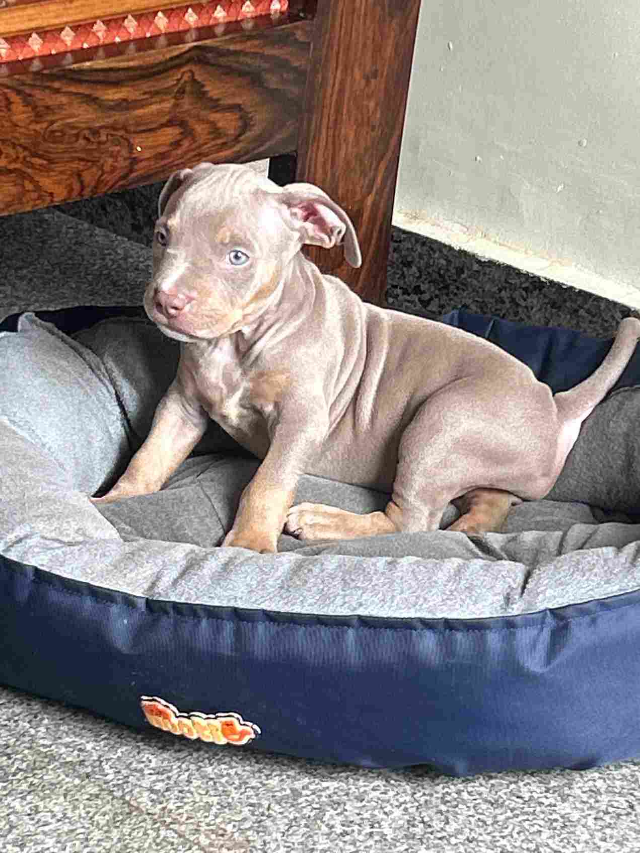American Bully For Sale In Bangalore