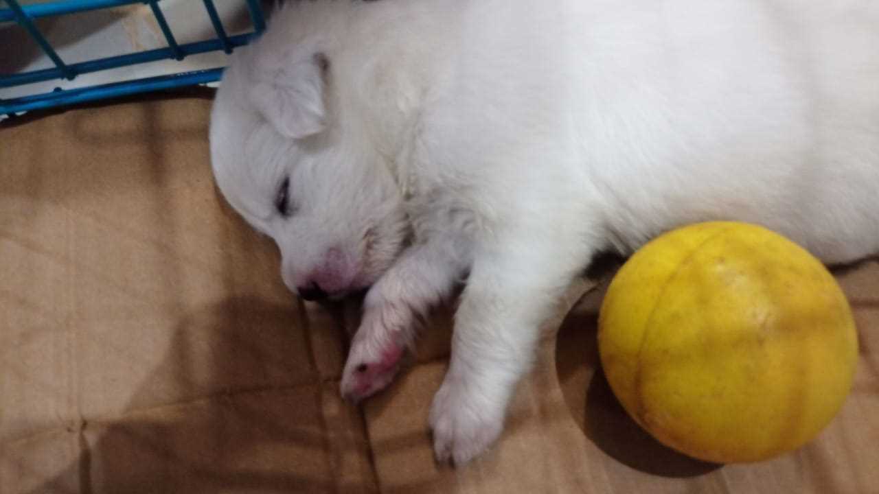 Pomeranian For Sale In Jalandhar