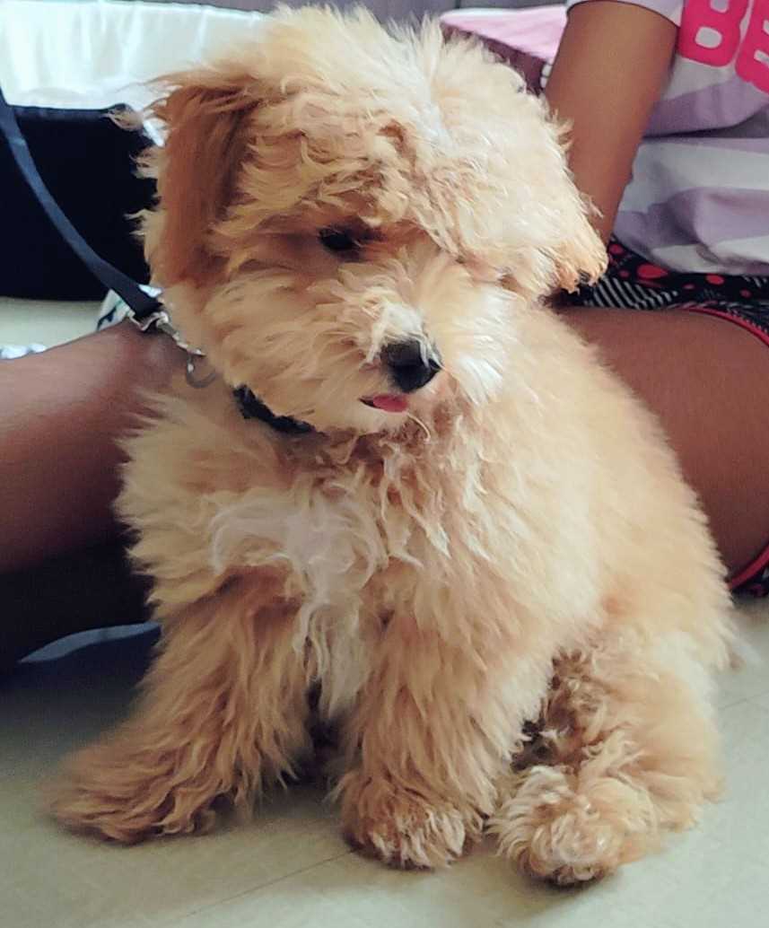 Maltipoo For Sale In Bangalore