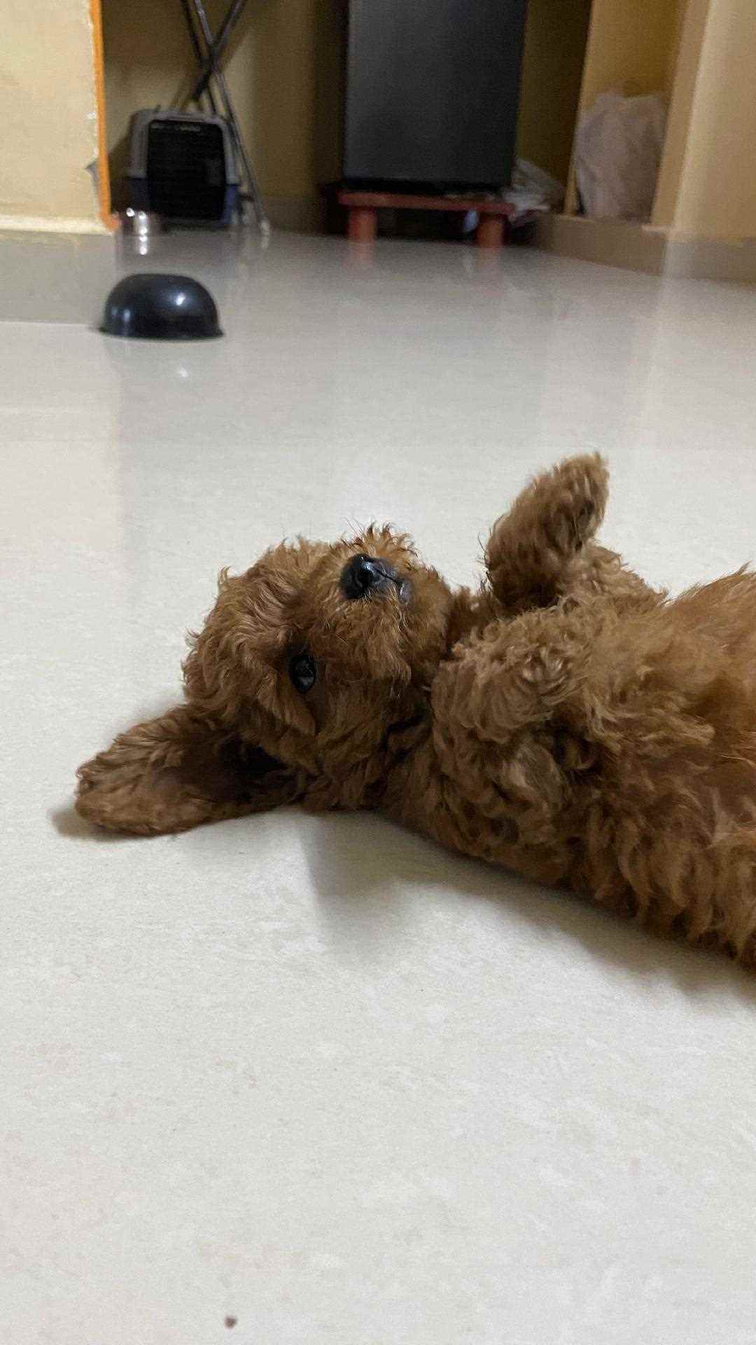 Toy Poodle For Sale In Hyderabad