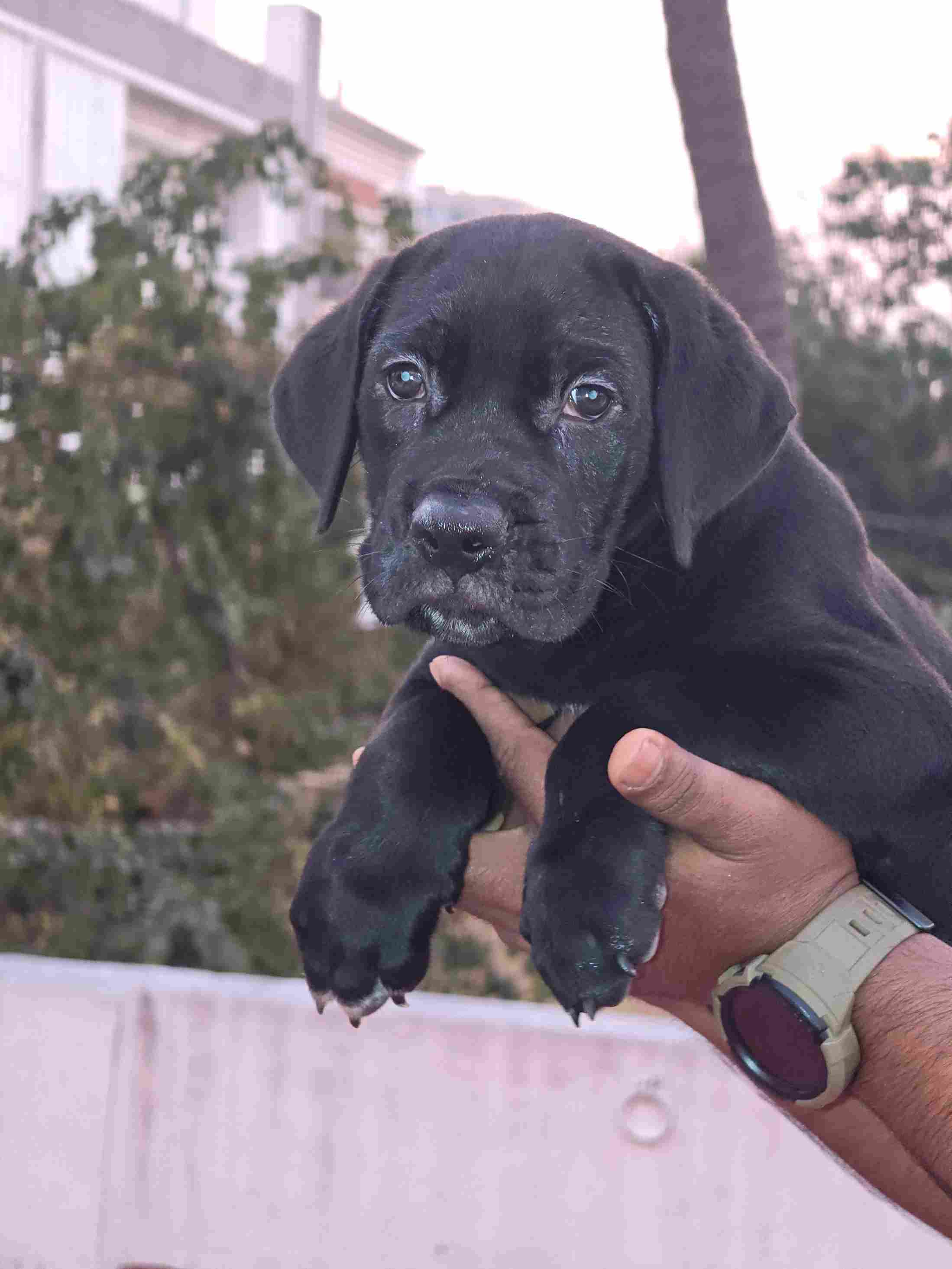 Cane Corso For Sale In Chennai
