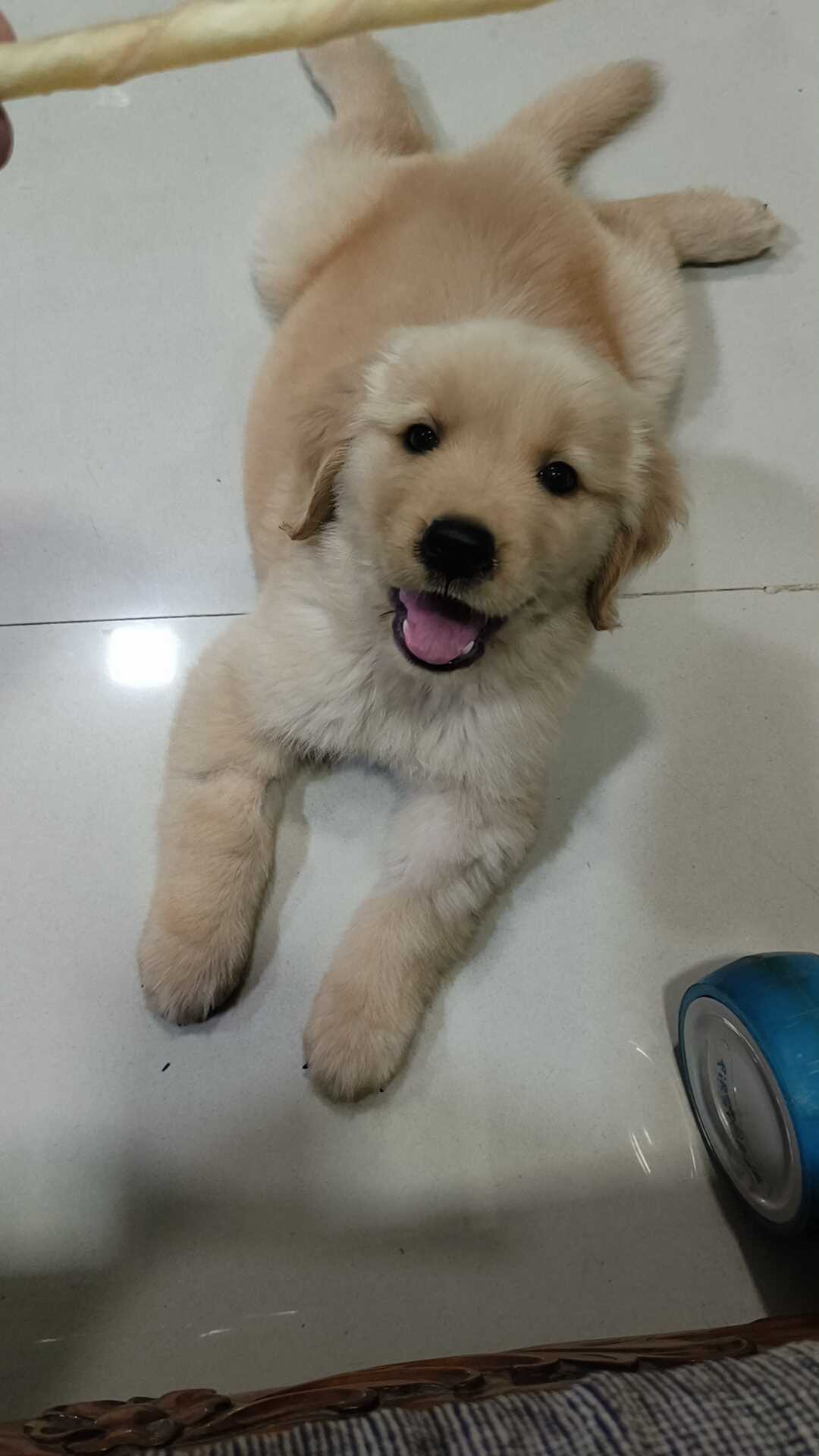 Golden Retriever For Sale In Surat