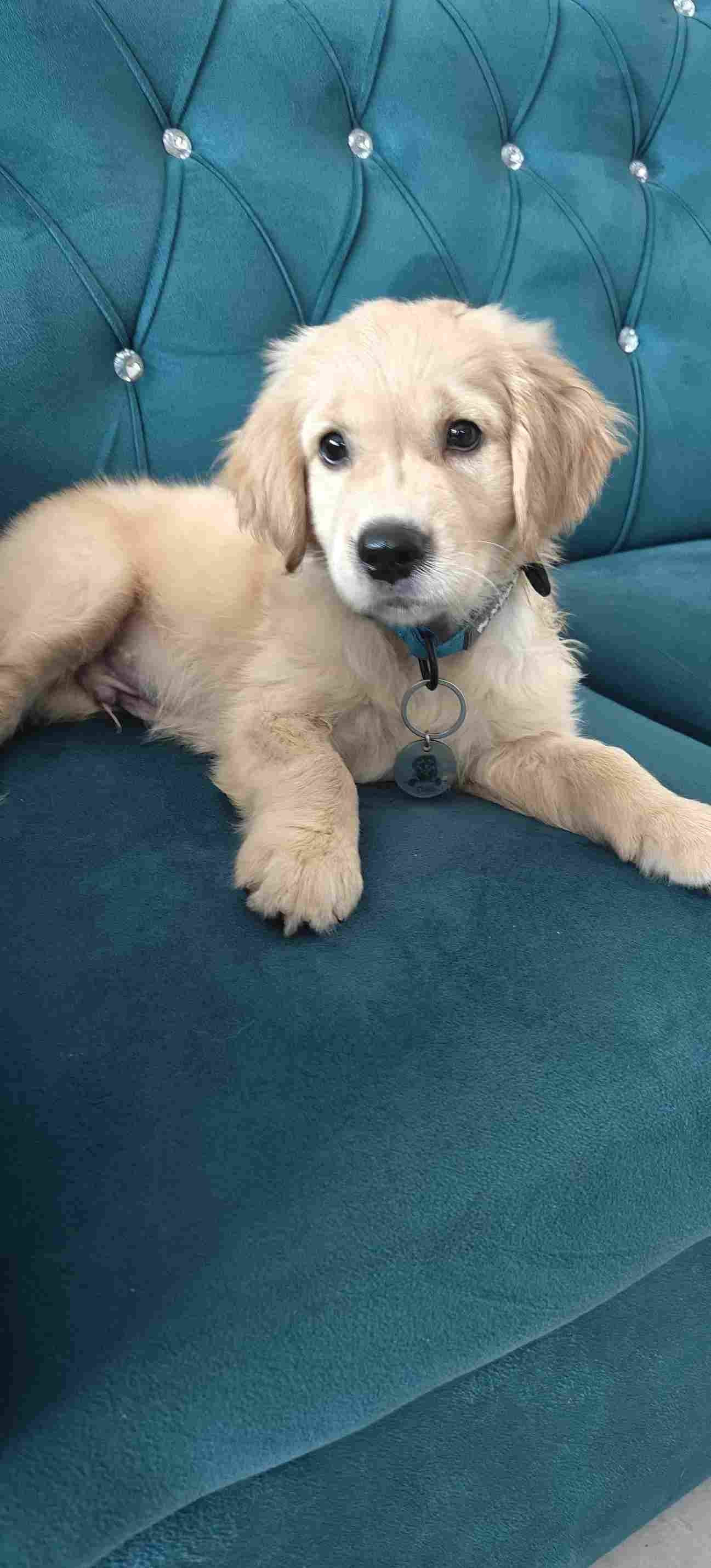 Golden Retriever For Sale In Bangalore